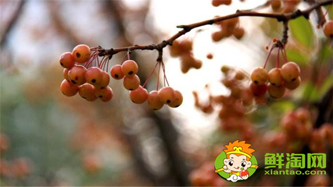垂絲海棠果實(shí)什么時候成熟,垂絲海棠果實(shí)功效