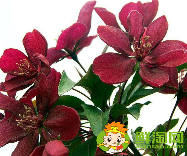 什么品種的北美海棠好看，北美海棠品種介紹圖片