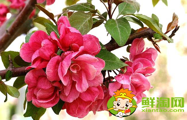 什么品種的北美海棠好看，北美海棠品種介紹圖片