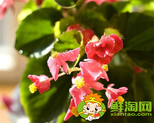 什么品種的北美海棠好看，北美海棠品種介紹圖片