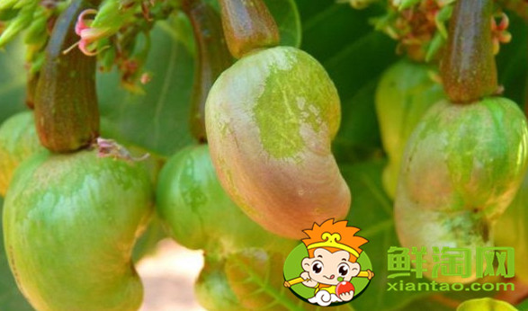 紫腰果和白腰果的區別,腰果白色的好還是花色品種好