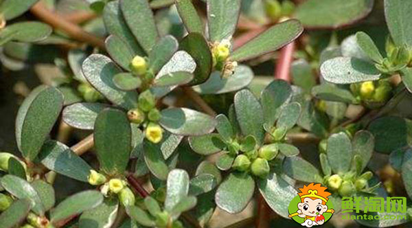 馬齒覓和馬齒莧一樣嗎,馬齒莧紅色好還是綠色好