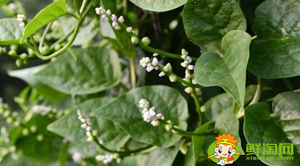 木耳菜的根莖能吃嗎,開花的木耳菜吃起來怎么是酸的