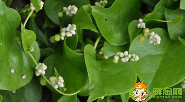 木耳菜開什么顏色的花,木耳菜的花是否去掉