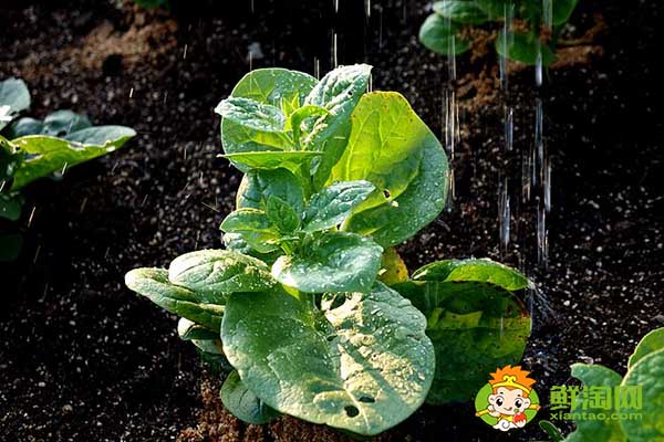 木耳菜如何過(guò)冬，木耳菜第二年還能長(zhǎng)嗎