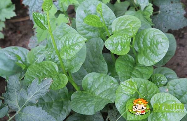 大葉木耳菜如何催芽,木耳菜種子催芽方法五種方法