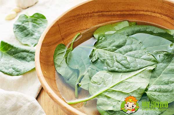 大葉木耳菜如何催芽,木耳菜種子催芽方法五種方法
