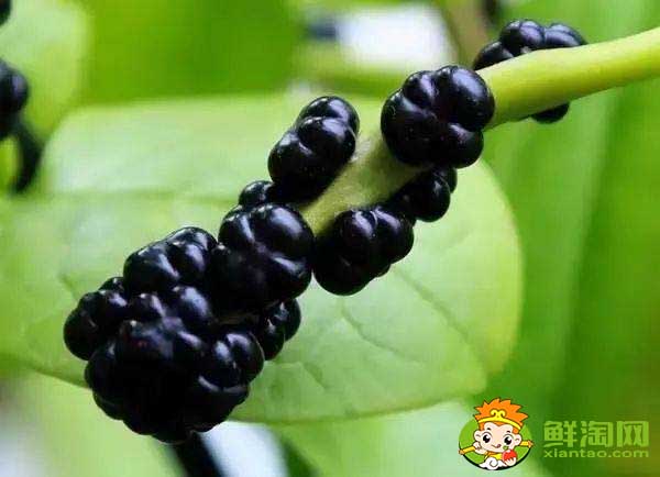 大葉木耳菜如何催芽,木耳菜種子催芽方法五種方法