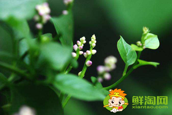 木耳菜開花了還能吃嗎,木耳菜開花了還會長葉子嗎