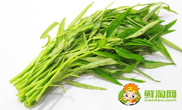竹葉空心菜是怎樣的,竹葉空心菜青梗好還是白梗好
