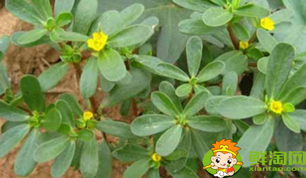 馬齒莧有幾種顏色，馬齒莧的根有幾種顏色的