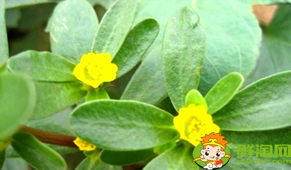 馬齒莧是什么季節的菜，馬齒莧是什么樣子的野菜