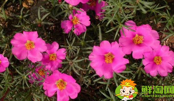 馬齒莧是什么季節的菜，馬齒莧是什么樣子的野菜