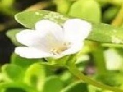 假馬齒莧可以吃嗎，真假馬齒莧最大區別
