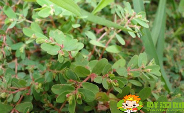 馬齒莧和地錦草的區別，假馬齒莧別名叫什么