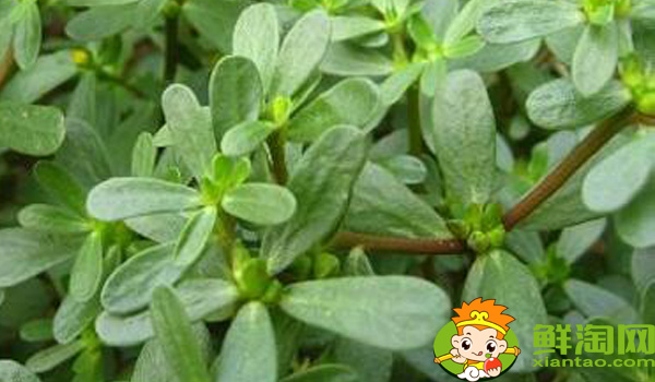 馬齒莧和地錦草的區別,假馬齒莧別名叫什么