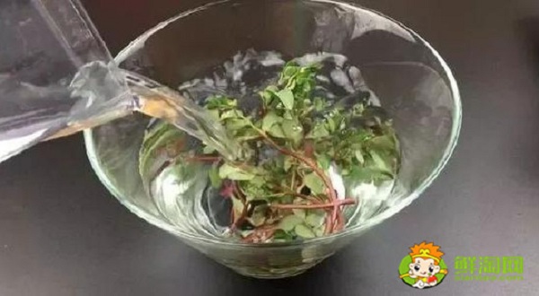 馬齒莧泡水喝用濕的還是干的,一般馬齒莧泡水喝多長時間為好
