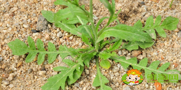 雪里紅是什么季節(jié)的菜，雪里紅和薺菜的區(qū)別