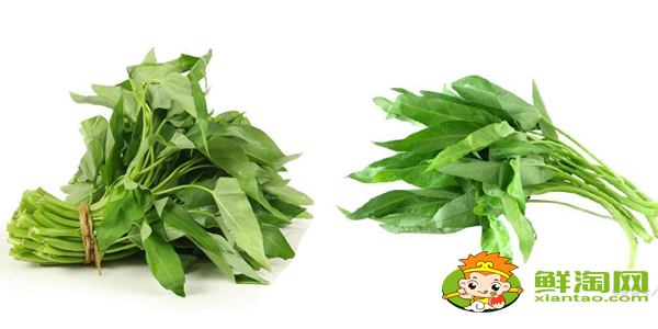 柳葉空心菜好還是大葉空心菜好,柳葉空心菜種子怎么種