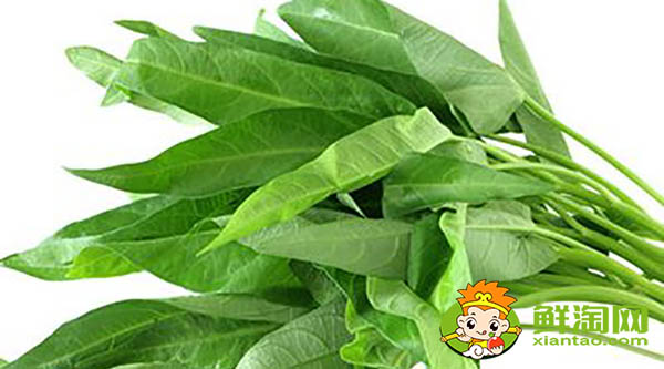 蕹菜又名什么,水雍菜和空心菜的區(qū)別