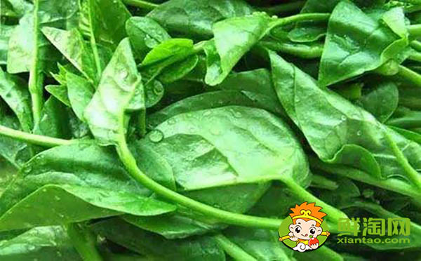 大葉木耳菜種子需要催芽嗎,木耳菜催芽為什么要放醋