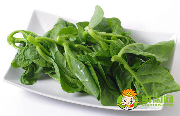 大葉木耳菜種子需要催芽嗎,木耳菜催芽為什么要放醋