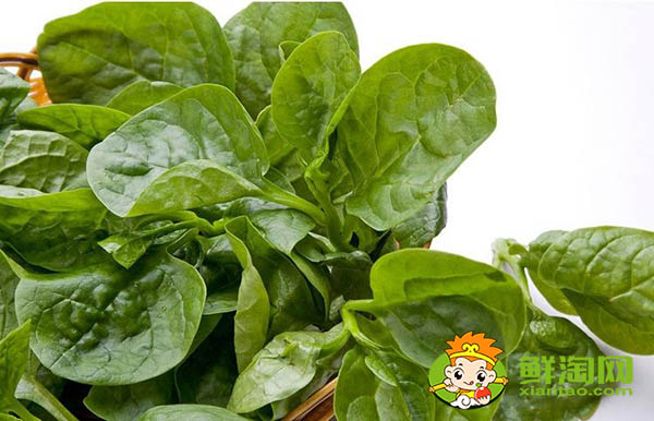 大葉木耳菜種子需要催芽嗎，木耳菜催芽為什么要放醋