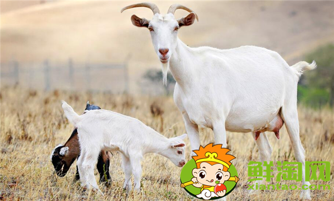 嬰兒羊奶粉哪個牌子好，嬰兒羊奶粉排行榜10強