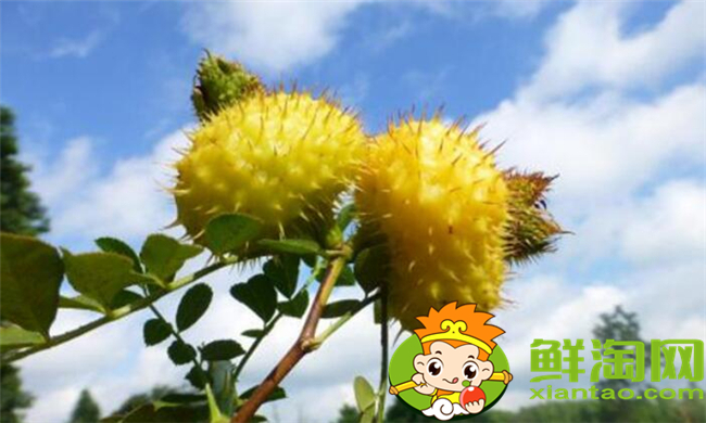 刺梨怎么去籽，刺梨籽可以使用嗎