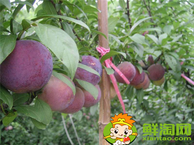 紅布林怎么選,紅布林怎么保存
