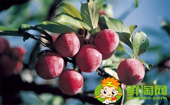 紅布林怎么選,紅布林怎么保存