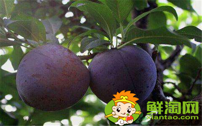 黑布林和紅布林有什么區(qū)別,黑布林和紅布林哪個(gè)好吃