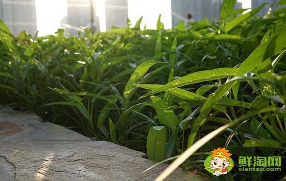 空心菜嫩的怎么挑,泰國竹葉空心菜特點