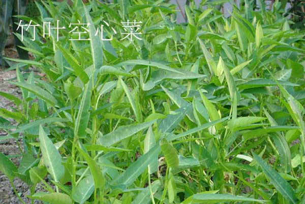 空心菜品種哪種好,口感最好的空心菜品種