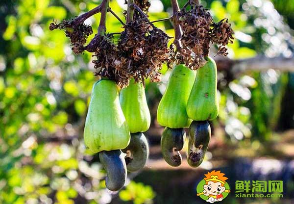 腰果主要產自哪個國家，世界腰果主產國排名榜