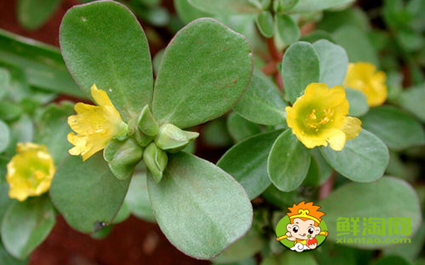 馬齒莧開什么顏色的花,馬齒莧圖片大全