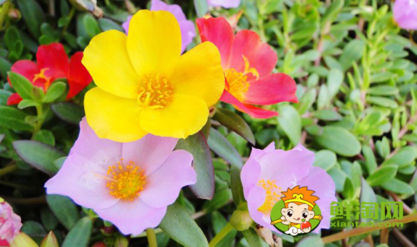 馬齒莧開什么顏色的花，馬齒莧圖片大全