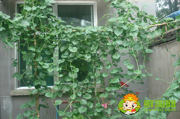 種植木耳菜需要搭架子嗎,木耳菜架子搭多高