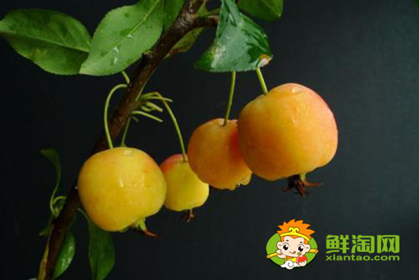 海棠果實可以吃嗎，海棠果實類型及其特征