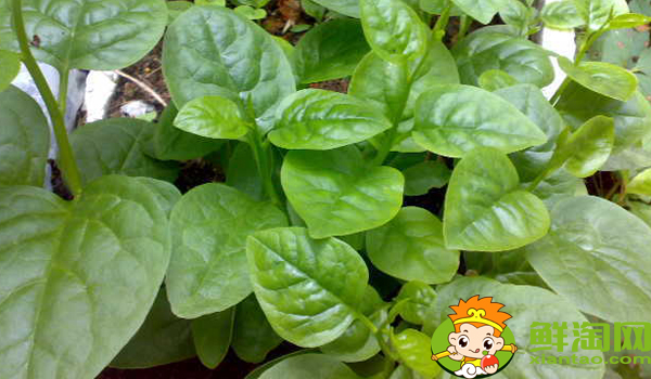 木耳菜只吃葉片不吃桿嗎，木耳菜可生吃嗎