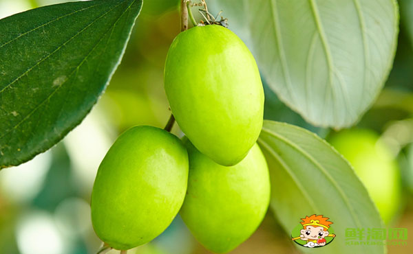 臺(tái)灣青棗有幾個(gè)品種,臺(tái)灣青棗哪個(gè)品種最好