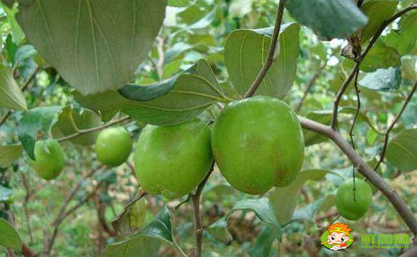 臺(tái)灣青棗有幾個(gè)品種，臺(tái)灣青棗哪個(gè)品種最好