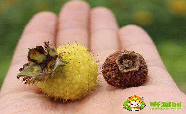 刺梨水怎么泡,刺梨干泡水為什么不能隔夜