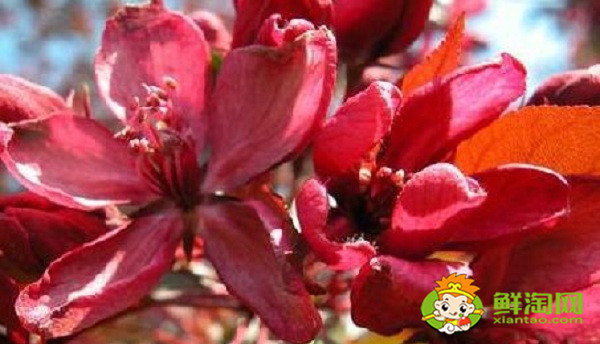 北美海棠紅色葉子是什么品種，北美海棠中果子最大的品種