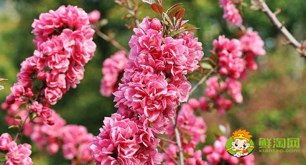 北美海棠紅色葉子是什么品種，北美海棠中果子最大的品種