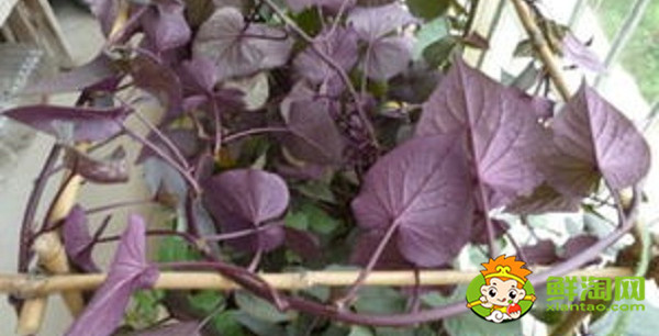 紫色木耳菜能吃嗎，木耳菜結的果實怎么吃