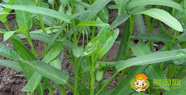空心菜摘了還能長嗎，空心菜怎么摘菜