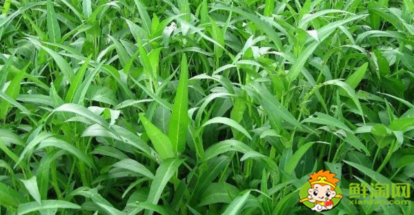 空心菜摘了還能長嗎，空心菜怎么摘菜