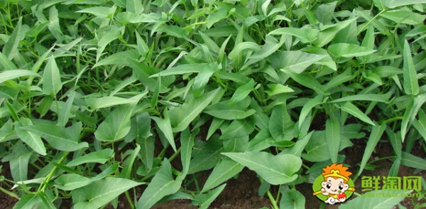 空心菜摘了還能長嗎，空心菜怎么摘菜