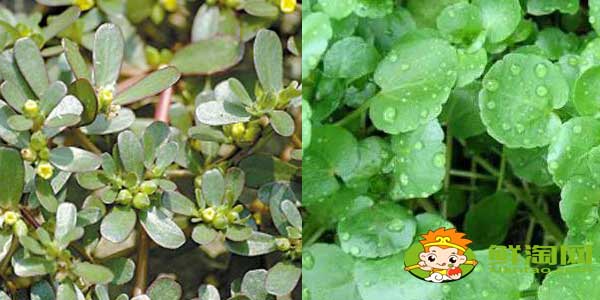 馬齒莧是不是東洋草,東洋草與馬齒莧有區別嗎